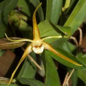 Dendrobium tetragonum at Wandandian, NSW - suppressed