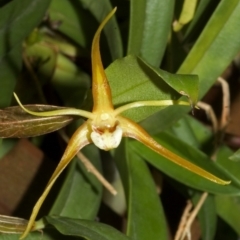 Dendrobium tetragonum (Banded Tree Spider orchid) at Wandandian, NSW - 25 Sep 2005 by AlanS