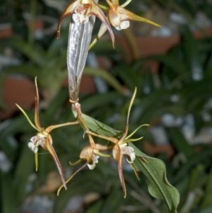 Dendrobium tetragonum at Yerriyong, NSW - 13 Sep 2005