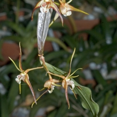 Dendrobium tetragonum (Banded Tree Spider Orchid) at Yerriyong, NSW - 12 Sep 2005 by AlanS