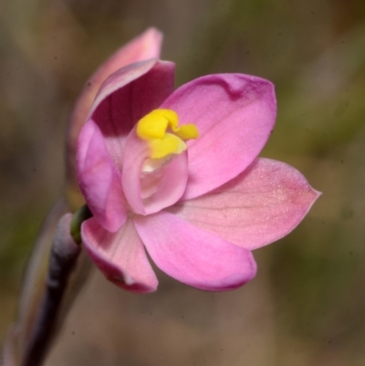 Thelymitra carnea (Tiny Sun Orchid) at West Nowra, NSW - 29 Sep 2013 by AlanS