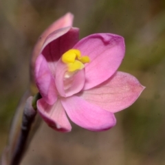 Thelymitra carnea (Tiny Sun Orchid) at West Nowra, NSW - 28 Sep 2013 by AlanS