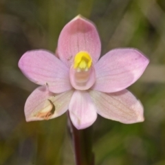 Thelymitra carnea at West Nowra, NSW - 29 Sep 2013