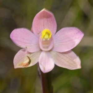 Thelymitra carnea at West Nowra, NSW - 29 Sep 2013