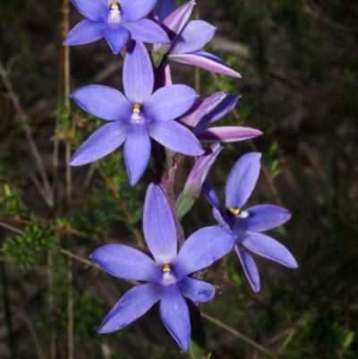 Thelymitra ixioides (Dotted Sun Orchid) at Yerriyong, NSW - 17 Sep 2016 by AlanS