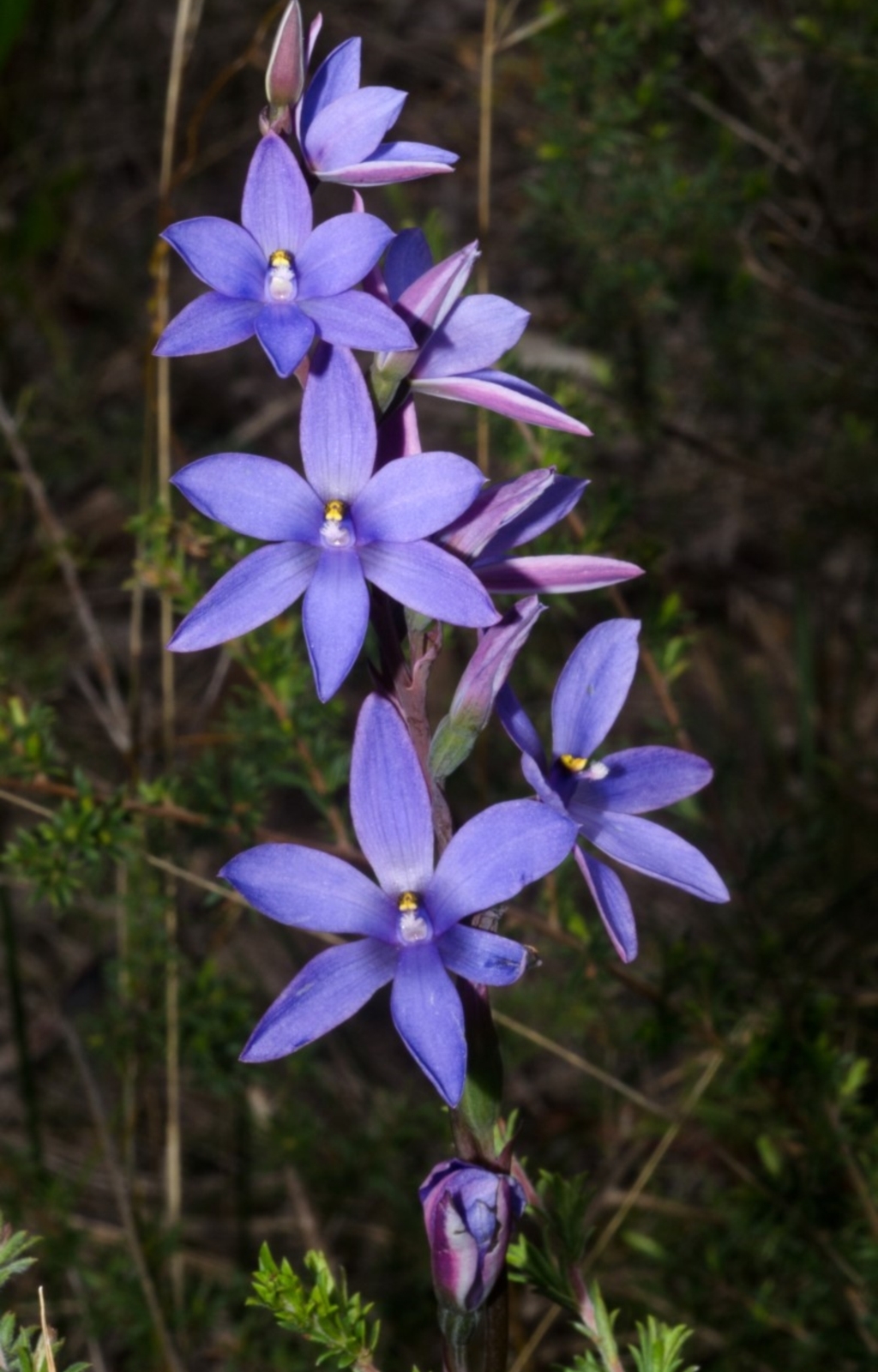 Thelymitra ixioides at Yerriyong, NSW - 17 Sep 2016