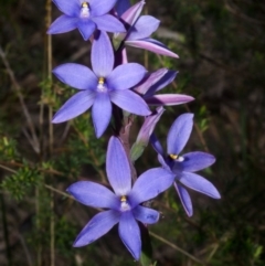 Thelymitra ixioides (Dotted Sun Orchid) at Yerriyong, NSW - 16 Sep 2016 by AlanS