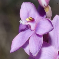 Thelymitra ixioides at Yerriyong, NSW - 17 Sep 2016