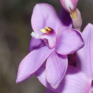 Thelymitra ixioides at Yerriyong, NSW - suppressed