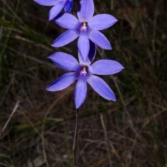 Thelymitra ixioides at Yerriyong, NSW - 17 Sep 2016