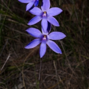 Thelymitra ixioides at Yerriyong, NSW - suppressed