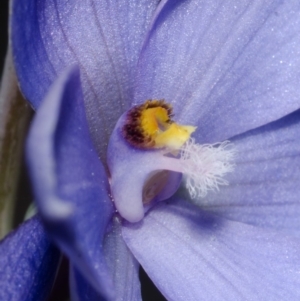 Thelymitra ixioides at Yerriyong, NSW - suppressed