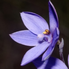 Thelymitra ixioides at Yerriyong, NSW - suppressed