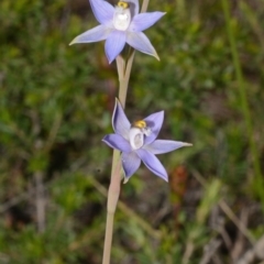 Thelymitra pauciflora (Slender Sun Orchid) at Bamarang, NSW - 29 Sep 2013 by AlanS