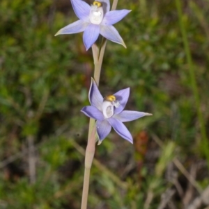 Thelymitra pauciflora at Bamarang, NSW - suppressed