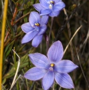 Thelymitra pauciflora at Tianjara, NSW - suppressed