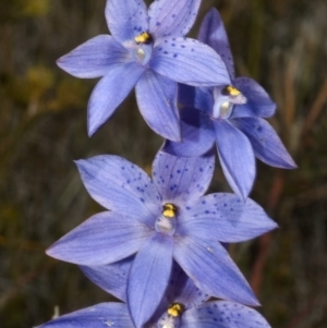 Thelymitra pauciflora at Tianjara, NSW - suppressed