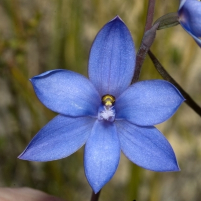 Thelymitra ixioides (Dotted Sun Orchid) at Jerrawangala, NSW - 28 Sep 2010 by AlanS