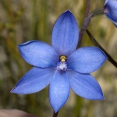 Thelymitra ixioides (Dotted Sun Orchid) at Jerrawangala National Park - 27 Sep 2010 by AlanS