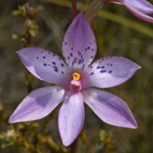 Thelymitra ixioides at Jerrawangala, NSW - suppressed