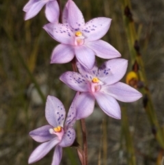 Thelymitra ixioides at Jerrawangala, NSW - suppressed