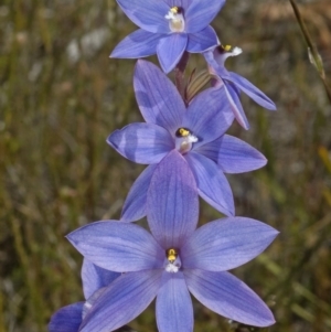 Thelymitra ixioides at Jerrawangala, NSW - suppressed