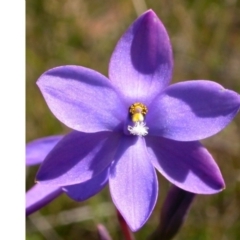 Thelymitra ixioides (Dotted Sun Orchid) at Vincentia, NSW - 21 Sep 2004 by AlanS