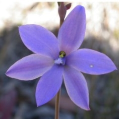 Thelymitra ixioides (Dotted Sun Orchid) at West Nowra, NSW - 20 Sep 2004 by AlanS