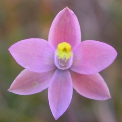 Thelymitra carnea (Tiny Sun Orchid) at West Nowra, NSW - 20 Sep 2004 by AlanS