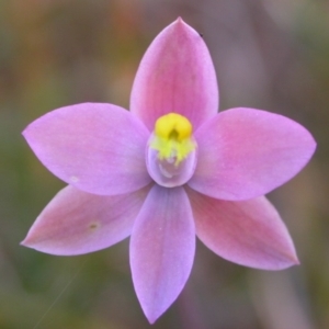 Thelymitra carnea at West Nowra, NSW - suppressed