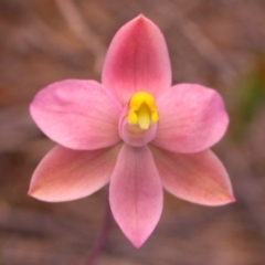 Thelymitra carnea at West Nowra, NSW - suppressed