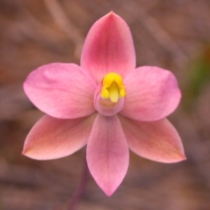 Thelymitra carnea at West Nowra, NSW - suppressed