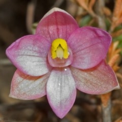 Thelymitra carnea (Tiny Sun Orchid) at West Nowra, NSW - 2 Sep 2005 by AlanS
