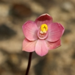 Thelymitra carnea (Tiny Sun Orchid) at Cambewarra Range Nature Reserve - 22 Sep 2011 by AlanS