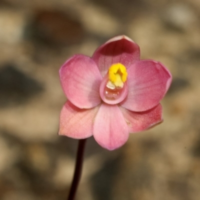 Thelymitra carnea (Tiny Sun Orchid) at Browns Mountain, NSW - 23 Sep 2011 by AlanS