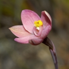 Thelymitra carnea at Browns Mountain, NSW - 23 Sep 2011