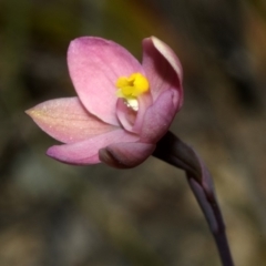 Thelymitra carnea at Browns Mountain, NSW - 23 Sep 2011