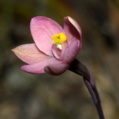 Thelymitra carnea at Browns Mountain, NSW - suppressed