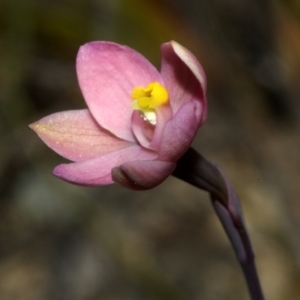 Thelymitra carnea at Browns Mountain, NSW - suppressed