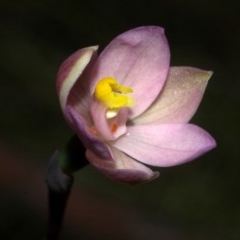 Thelymitra carnea (Tiny Sun Orchid) at Beaumont, NSW - 19 Oct 2011 by AlanS