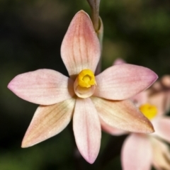 Thelymitra carnea (Tiny Sun Orchid) at Barringella, NSW - 1 Oct 2005 by AlanS
