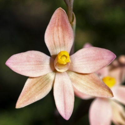 Thelymitra carnea (Tiny Sun Orchid) at Barringella, NSW - 1 Oct 2005 by AlanS