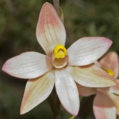 Thelymitra carnea at Barringella, NSW - 2 Oct 2005