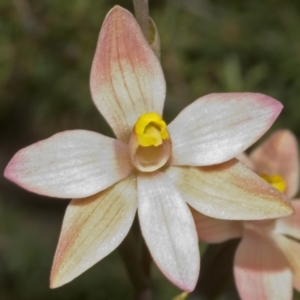 Thelymitra carnea at Barringella, NSW - 2 Oct 2005