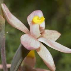 Thelymitra carnea at Barringella, NSW - 2 Oct 2005