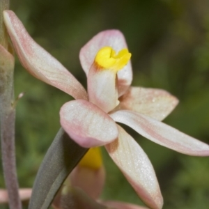 Thelymitra carnea at Barringella, NSW - 2 Oct 2005