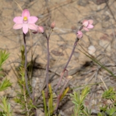 Thelymitra carnea (Tiny Sun Orchid) at Bamarang, NSW - 28 Sep 2013 by AlanS