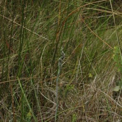 Thelymitra carnea (Tiny Sun Orchid) at West Nowra, NSW - 1 Dec 2007 by AlanS