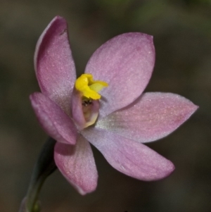 Thelymitra carnea at Falls Creek, NSW - 10 Oct 2010