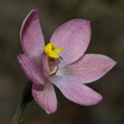 Thelymitra carnea (Tiny Sun Orchid) at Falls Creek, NSW - 10 Oct 2010 by AlanS